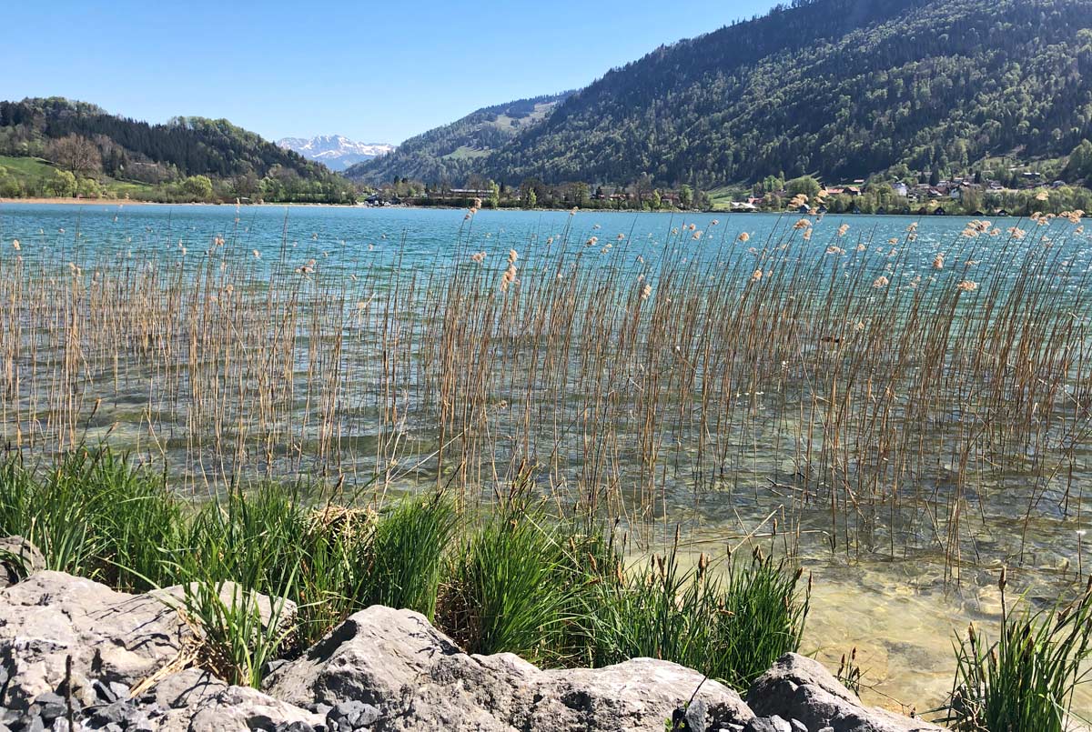 Ufer am Alpsee