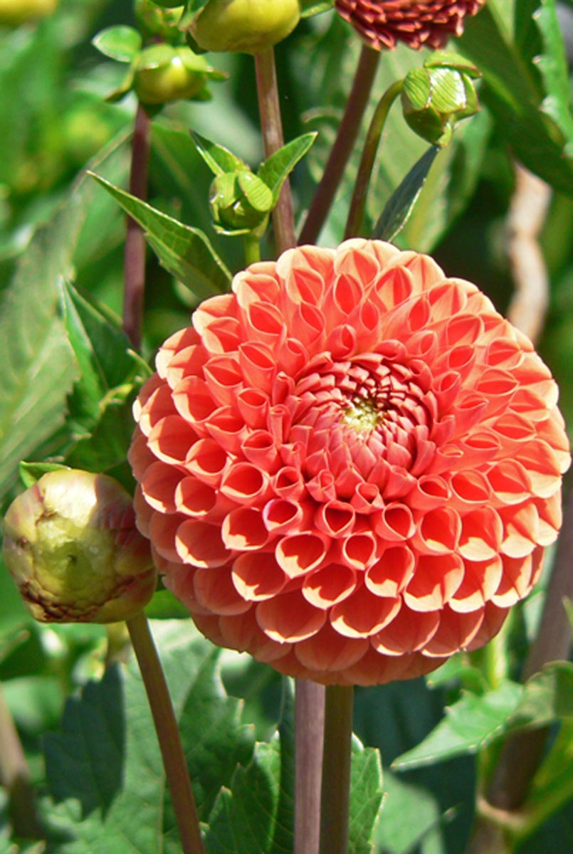Pompom Dahlie